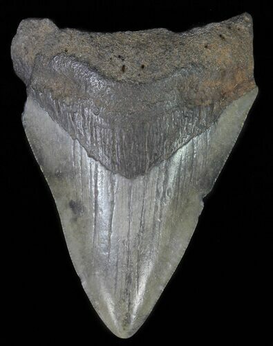 Fossil Megalodon Tooth - Georgia #65762
